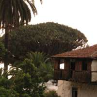 Der Drachenbaum und Urlaub in Icod de los Vinos